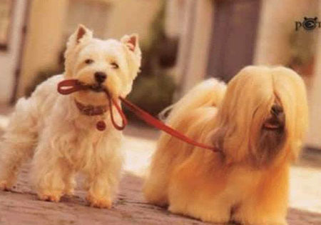 pes venci psa hmm na zamyslenie :D